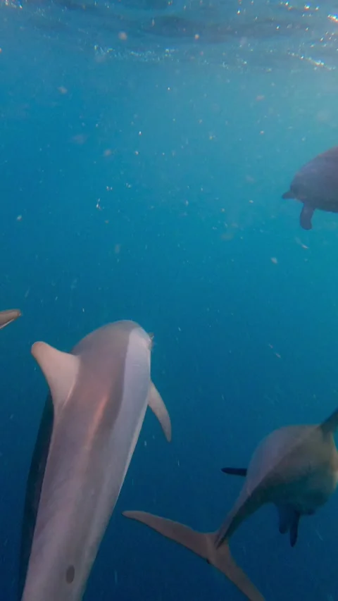 Pod Of Wild Dolphins Diving Deep Into The Dark Blue Ocean Water In Indonesia Video stock 332687676