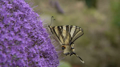Podalirius butterfly Stock Footage 39804100