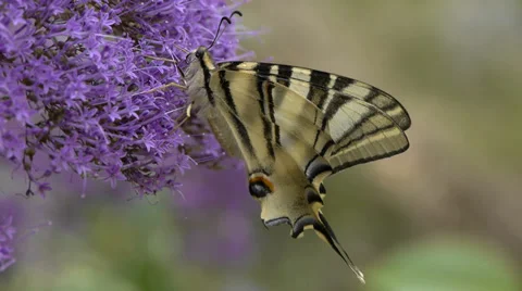 Podalirius butterfly in spring Stock Footage 39804268