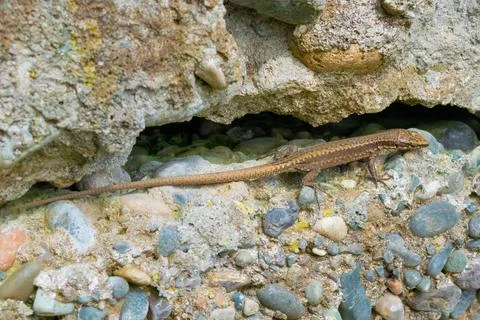Podarcis. A lizard crawls along the wall. Stock Photos