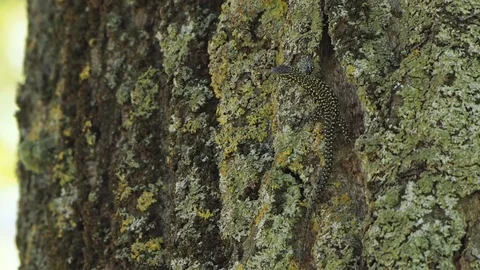 Podarcis Lizard Running on Tree Bark Stock Footage 116993384
