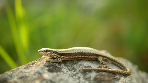 Podarcis muralis common wall lizard close-up European stone on sand reptile Stock Footage 274725224
