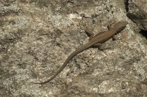 Podarcis muralis; wall lizard Stock Photos