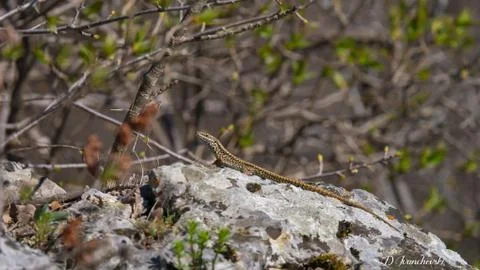 Podarcis siculus Фото