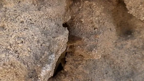 Podarcis siculus wall lizard resting between rough limestone rocks inside a natu Stock Footage 337326287