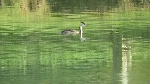 Podiceps cristatus Stock Footage 100746781