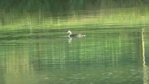 Podiceps cristatus Stock Footage 100746795