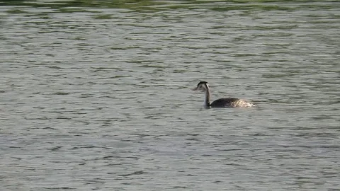 Podiceps cristatus Stock Footage 100876476