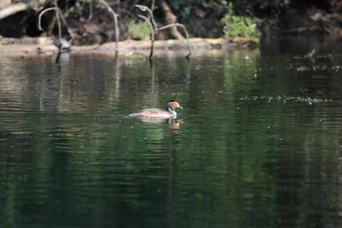 Podiceps cristatus Stock Photos