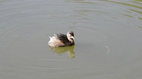 Podiceps ruficollis Vidéo 67481208