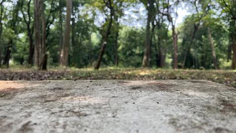 A podium with a forest background Foto stock