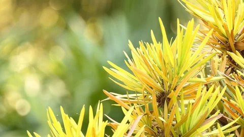 Podocarpus macrophyllus is a conifer in ... | Stock Video | Pond5