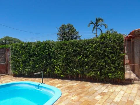 Podocarpus hedge Stock Photos