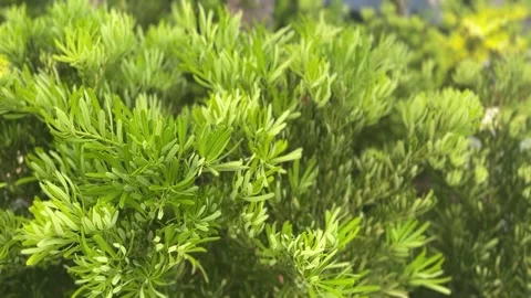 Podocarpus macrophyllus leaves close-up with dense green foliage Stock Footage 312855213