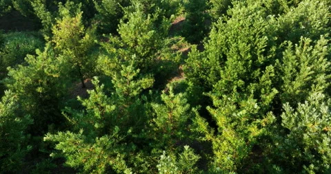 Podocarpus macrophyllus (Yew plum pine) garden Stock Footage 219851672
