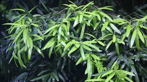 Podocarpus neriifolius Stock Footage 63221570