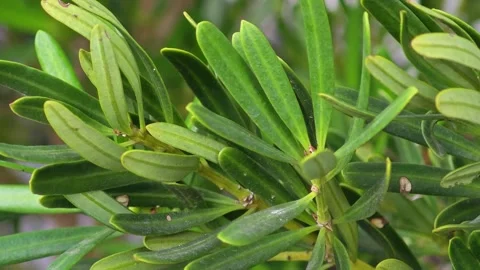 Podocarpus polystachyus, Imperial pine or paddle pine. Stock Footage 304583677