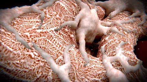 Podocytes on a glomerulus filtering the blood Stock Footage 113235228