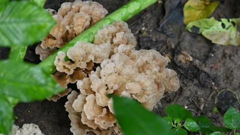 Podoscypha petalodes. Stock Footage 316866043