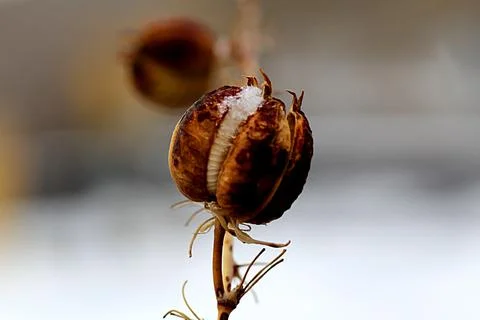 PodPlant1 Foto stock