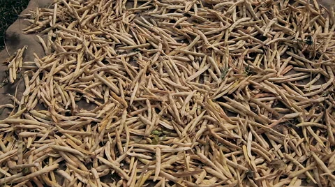 Pods of beans, the harvest Stock Footage 61215894