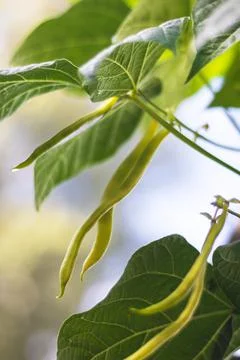Pods of beans on plant - common bean, in the garden Foto stock
