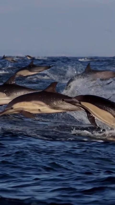 Pods of dolphins migrate in the ocean Stock Footage 319730677