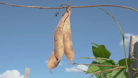 Pods of dry Phaseolus Video stock 250016618
