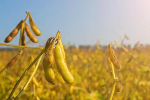 Pods of genetically modified soybean during the ripening period in the field 写真素材