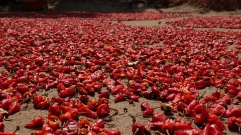 Pods of raw red hot chili peppers dried lying on the ground in the courtyard Stock Footage 201601441