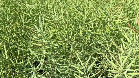 Pods of semi-dry rape ripening in the field Stock Footage 245098541