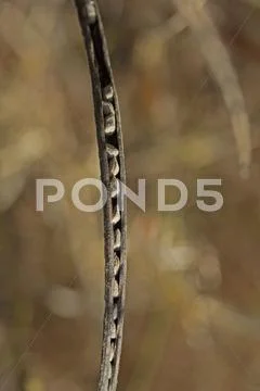 Pods of Senna tora, Stinking Cassia Stock Photos
