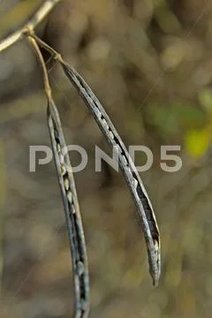 Pods of Senna tora, Stinking Cassia Stock Photos