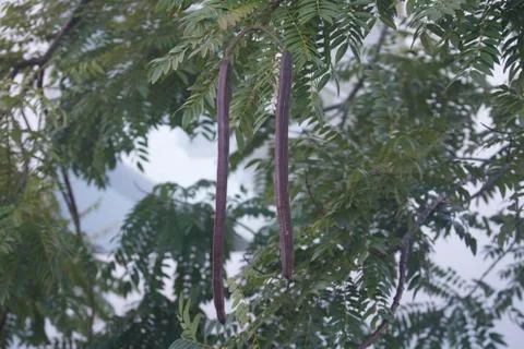 Podsdried Stock Photos