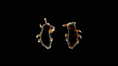 Podura aquatica insect under a microscope, Poduridae family Stock Footage 133646564