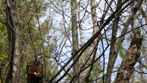 Poecile builds itself a nest in a tree. Video stock 129378568