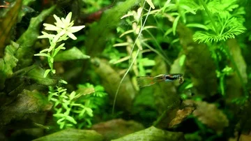 Poecilia wingei in a fish tank Stock Footage