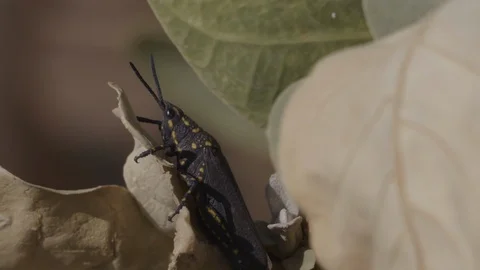 Poekilocerus bufonius Stock Footage 116046980