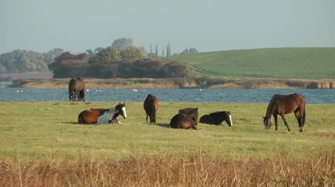 Poel Island Stock Footage 19320603