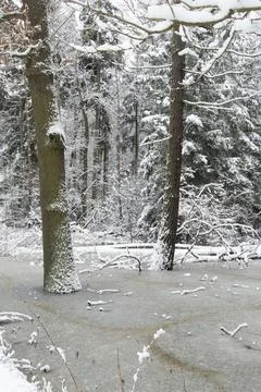 Poellwitzer Wald, Thuringia, high size, portrait format, landscape, snow, snow, Stock-Fotos