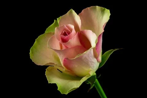 Poem of roses Stock Photos