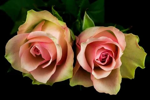Poem of roses Foto stock