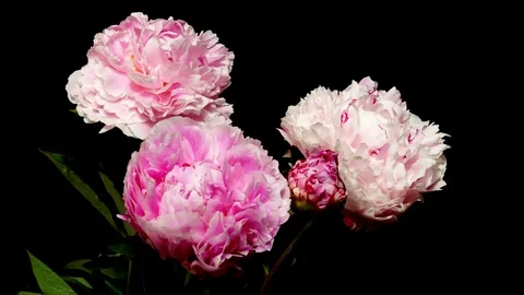 Poeny Time Lapse Stock Footage 76916199