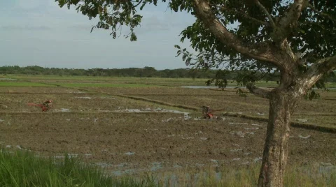 Poerto Princesa rice fields 1 Stock Footage 491963