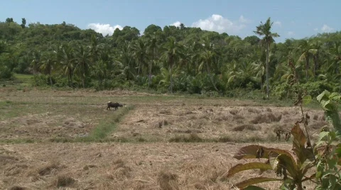 Poerto Princesa rice fields 2 Stock Footage 491961