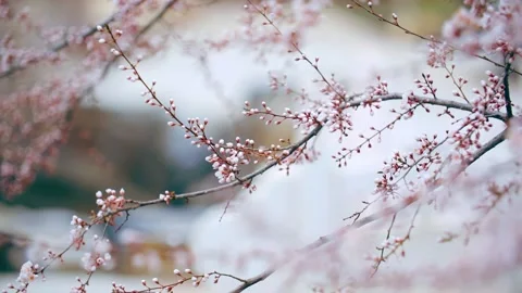 The poetic artistic conception of early spring is that the peach blossom bra 動画素材 257058112