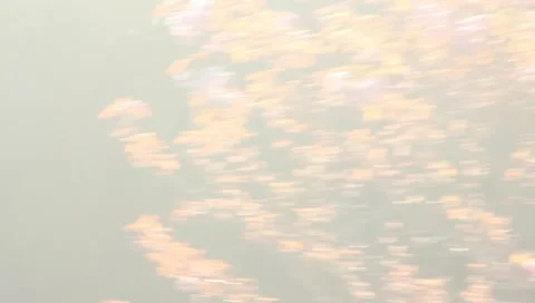 Poetic Cherry Blossoms Видео 10902572