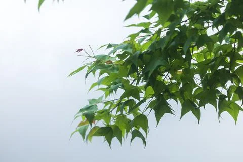 A poetic close-up of maple trees in the mountains, their green leaves and b.. 스톡 사진