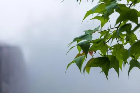 A poetic close-up of maple trees in the mountains, their green leaves and b.. 스톡 사진