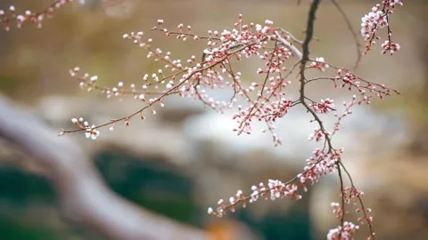 The poetic conception of early spring is a peach blossom branch swaying 動画素材 257058111